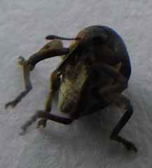Orobitis cyanea