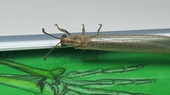 Creoleon lugdunensis