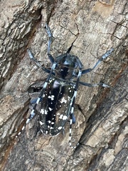 Anoplophora glabripennis