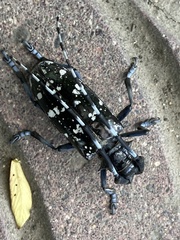 Anoplophora glabripennis