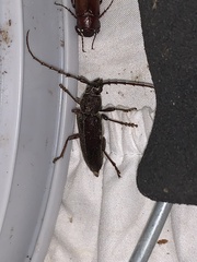 Enaphalodes hispicornis