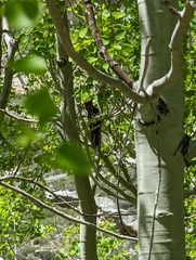 Sphyrapicus nuchalis