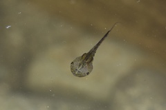 Microhylinae
