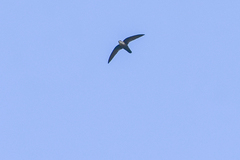 Chaetura cinereiventris