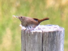 Troglodytes aedon aedon