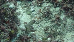 Pteragogus enneacanthus