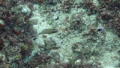 Pteragogus enneacanthus