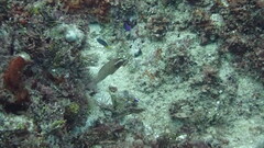 Pteragogus enneacanthus