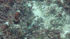 Pteragogus enneacanthus