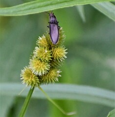 Cardiophorus convexus