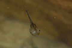 Microhylinae
