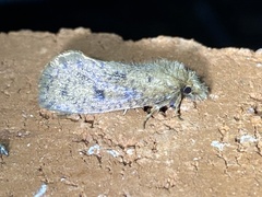 Acrolophus propinqua