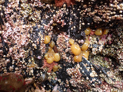 Distaplia