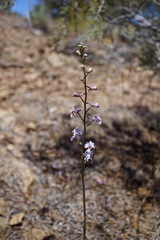 Delphinium parishii parishii