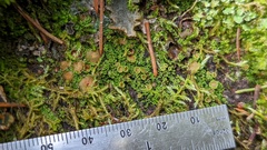 Psoroma hypnorum
