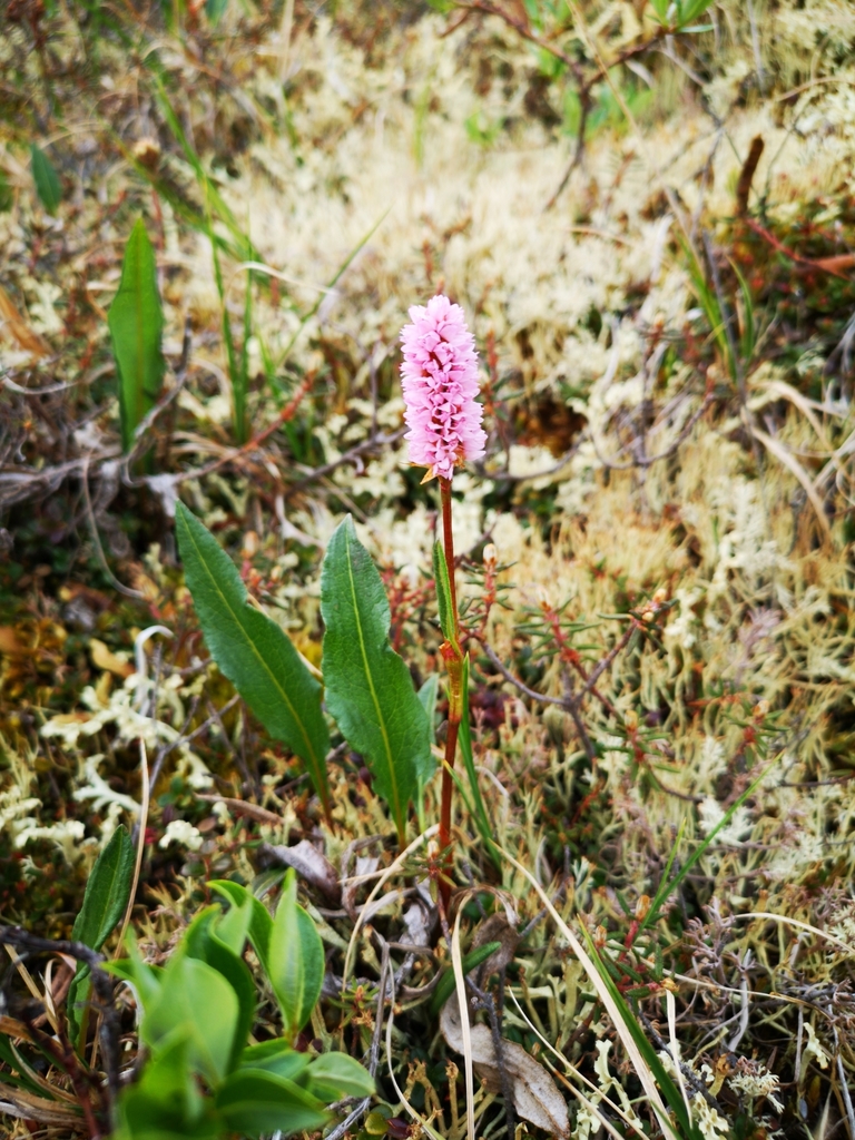 Meadow Bistort