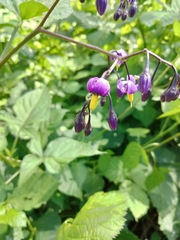 Solanum dulcamara
