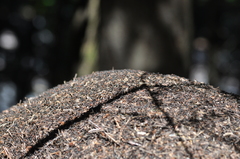 Formica obscuripes