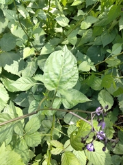 Solanum dulcamara