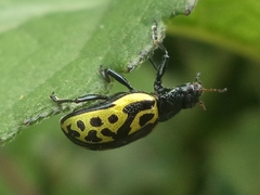 Zygogramma signatipennis