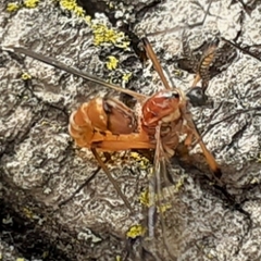 Tanyptera dorsalis