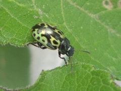 Zygogramma signatipennis
