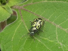 Zygogramma signatipennis