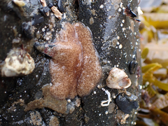Kaburakia excelsa