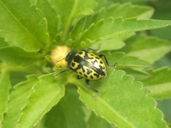 Zygogramma signatipennis