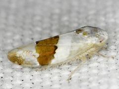 Norvellina seminuda