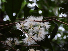 Syzygium wilsonii cryptophlebium