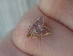 Pyrausta signatalis