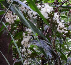 Syzygium wilsonii cryptophlebium