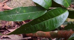 Syzygium wilsonii cryptophlebium