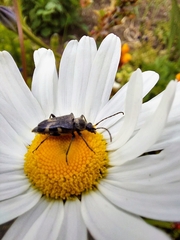 Toxoleptura vexatrix