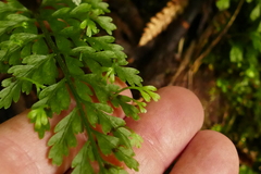 Asplenium bulbiferum