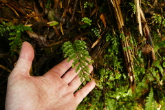 Asplenium bulbiferum