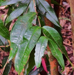 Syzygium wilsonii cryptophlebium
