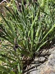 Carex scopulorum
