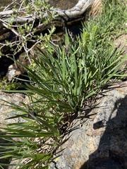 Carex scopulorum