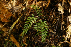 Asplenium gracillimum