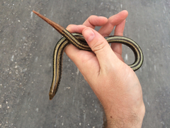 Ophisaurus attenuatus