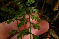 Asplenium gracillimum