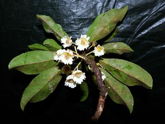 Elaeocarpus bancroftii