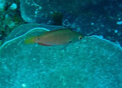 Cirrhilabrus punctatus