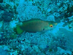 Cirrhilabrus punctatus