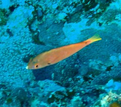 Cirrhilabrus punctatus