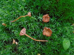 Laccaria ohiensis