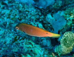 Cirrhilabrus punctatus