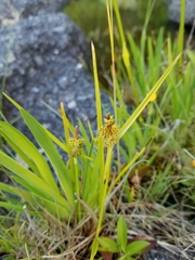 Carex viridula
